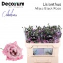 Lisianthus Dye Alissa black rose - Montana...