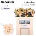Lisianthus Dye heavenly peach - Montana...