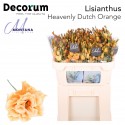Lisianthus Dye Heavenly dutch orange -...