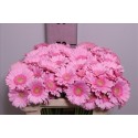 germini Kimsey rose - Pure! Gerbera BV
