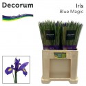 IRIS BLUE MAGIC - Middenweg Flowers BV