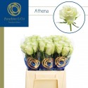 R Gr Athena - Zuurbier & Co Int.