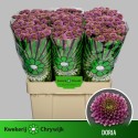 CHR S AAA DORIA - CHRYWIJK