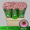 CHR S AAA DORIA PINK - CHRYWIJK