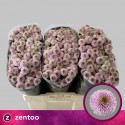 CHR S AAA DORIA PINK - Zentoo