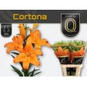 lys Cortona - Qualily