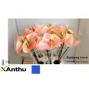 anthurium Fan Love rose - XAnthu Hans Hubers