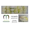 anthurium acropolis blanc - AnthurMiddendorp