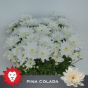 deco PINA COLADA - Lewis Flowers BV