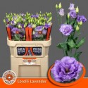 lysianthus G CORELLI LAVEND - Kwekerij...