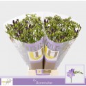 freesia BISCAYA - UNICGOLD Barendse
