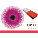 gerbera PRELUDE - Schouten Opti-Fleurs BV