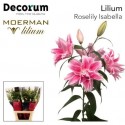 lilium double ISABELLA - Decorum Moerman...