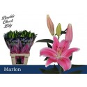 lilium Marlon rose - Double Check Lily