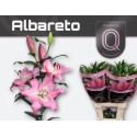 lilium ALBARETO - QUALILY