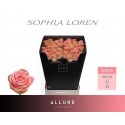 R GR SOPHIA LOREN - Allure