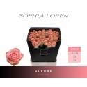 R GR SOPHIA LOREN - Allure