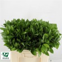 RUSCUS HYPOPHYLLUM - Green for Life