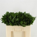 RUSCUS HYPOPHYLLUM - Green for Life
