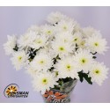 deco bonita blanc - Huisman Chrysanten