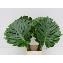MONSTERA feuillage - Kwekerij Figaro