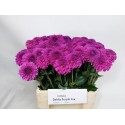 DAHL BALL PURPLE FOX - Join en Joy