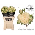 R branchue VICTOR WEDDING+ - Vip Roses by...