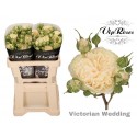 R branchue VICTOR WEDDING+ - Vip Roses by...