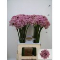 ALLIUM PINK JEWEL - Mellema-Versteeg BV