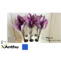 anthurium PREVIA - XAnthu Hans Hubers