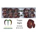 anthurium TROPIC NIGHT - AnthurMiddendorp