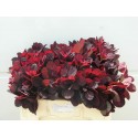 COTI C ROYAL PURPLE - Van Houwelingen...