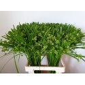CYPERUS GLABER - Koen van Zeil