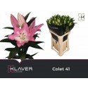 lilium COLET - Klaver Lilies