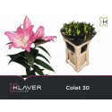 lilium COLET - Klaver Lilies
