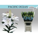 lilium PACIFIC OCEAN - Florient-Remko vd...