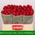 R GR CHERRY-O! - Lolomarik / Fresco