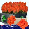 R GR NARANGA - PureRoses-GAM vd Berg