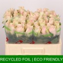 R GR PINK ATHENA - Mlima / Fresco