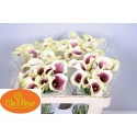 calla PICASSO - Clefleur