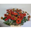 ZINNIA ELEGANS - Koen van Zeil