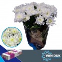 deco BALTICA - Van Dijk Flowers