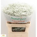 GYPS PA XLENCE - Sand Pro Growers