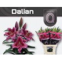 lilium Dalian rose - QUALILY