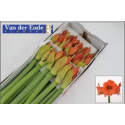amaryllis Ga Naranja - van der Ende Flowers