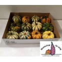 CUCURBITA P-KE MON - Mts. de Jong