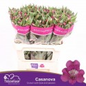 ALSTR CASANOVA - H.M. Tesselaar