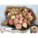 R GR APPLE JACK - Kluempen Roses