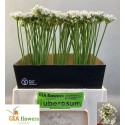 ALLIUM TUBEROSUM - Gia Flowers