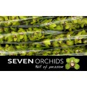 orchidé T vert ART - Seven Orchids